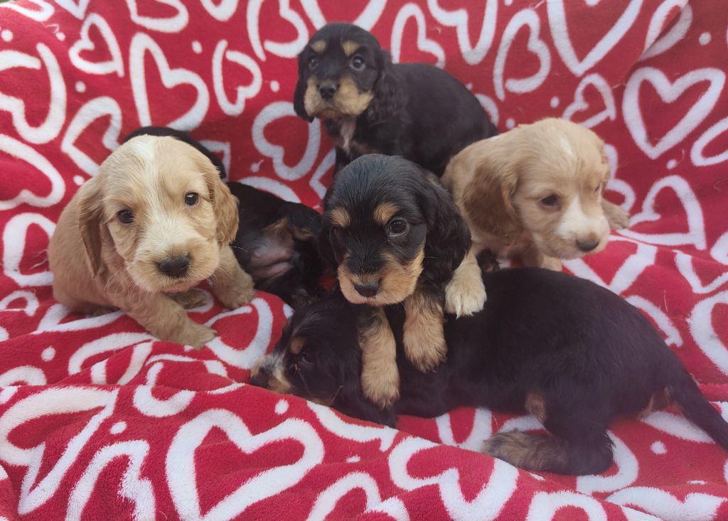 Chiot Cocker Spaniel Anglais Laurina Kerboeuf